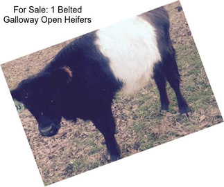 For Sale: 1 Belted Galloway Open Heifers