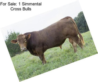 For Sale: 1 Simmental Cross Bulls