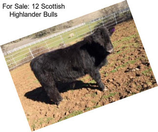 For Sale: 12 Scottish Highlander Bulls