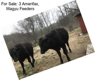For Sale: 3 Amerifax, Wagyu Feeders