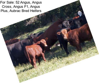 For Sale: 52 Angus, Angus Cross, Angus F1, Angus Plus, Aubrac Bred Heifers