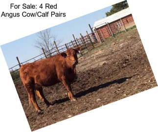 For Sale: 4 Red Angus Cow/Calf Pairs