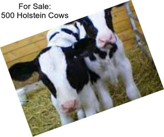 For Sale: 500 Holstein Cows