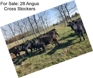 For Sale: 28 Angus Cross Stockers