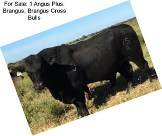 For Sale: 1 Angus Plus, Brangus, Brangus Cross Bulls