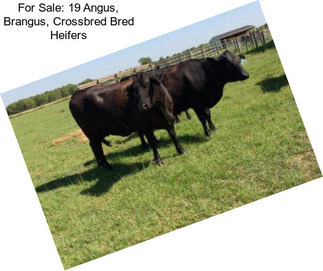 For Sale: 19 Angus, Brangus, Crossbred Bred Heifers