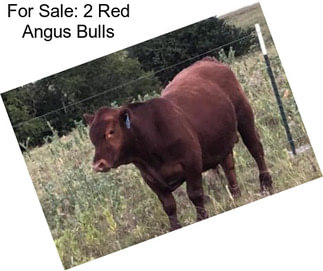 For Sale: 2 Red Angus Bulls