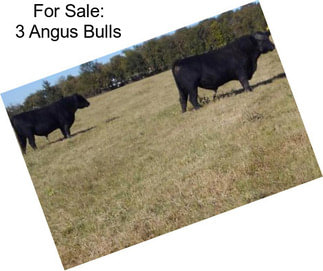 For Sale: 3 Angus Bulls