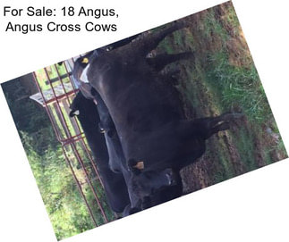 For Sale: 18 Angus, Angus Cross Cows