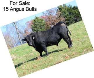 For Sale: 15 Angus Bulls