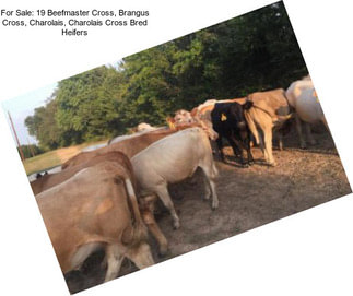 For Sale: 19 Beefmaster Cross, Brangus Cross, Charolais, Charolais Cross Bred Heifers