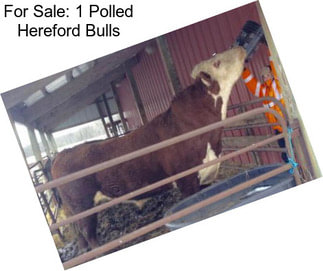 For Sale: 1 Polled Hereford Bulls