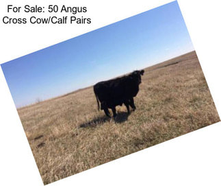 For Sale: 50 Angus Cross Cow/Calf Pairs