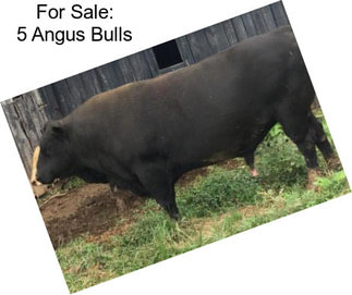 For Sale: 5 Angus Bulls
