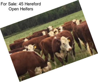 For Sale: 45 Hereford Open Heifers