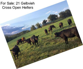 For Sale: 21 Gelbvieh Cross Open Heifers