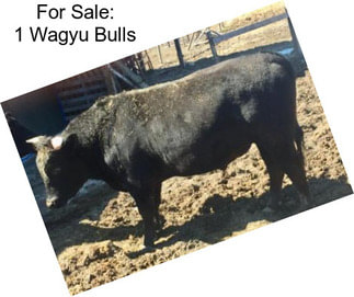 For Sale: 1 Wagyu Bulls