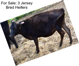 For Sale: 3 Jersey Bred Heifers