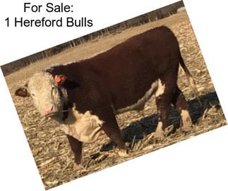 For Sale: 1 Hereford Bulls