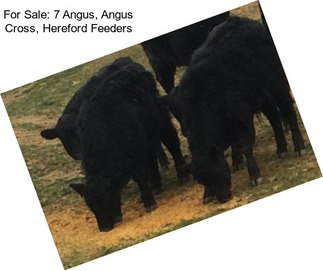 For Sale: 7 Angus, Angus Cross, Hereford Feeders
