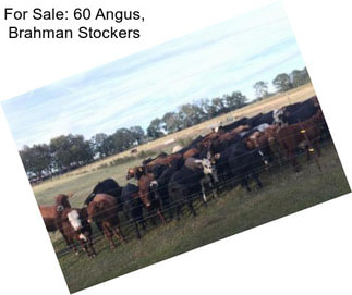 For Sale: 60 Angus, Brahman Stockers