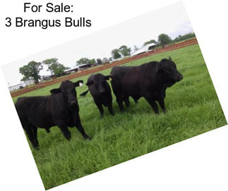 For Sale: 3 Brangus Bulls