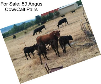 For Sale: 59 Angus Cow/Calf Pairs