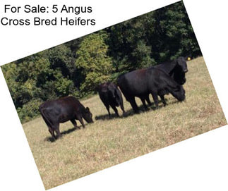 For Sale: 5 Angus Cross Bred Heifers