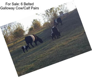 For Sale: 6 Belted Galloway Cow/Calf Pairs