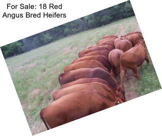 For Sale: 18 Red Angus Bred Heifers