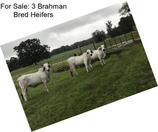 For Sale: 3 Brahman Bred Heifers