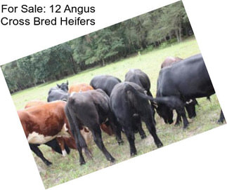 For Sale: 12 Angus Cross Bred Heifers
