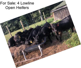 For Sale: 4 Lowline Open Heifers