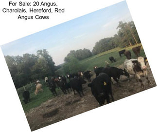 For Sale: 20 Angus, Charolais, Hereford, Red Angus Cows
