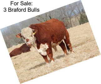 For Sale: 3 Braford Bulls