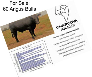 For Sale: 60 Angus Bulls