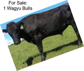 For Sale: 1 Wagyu Bulls