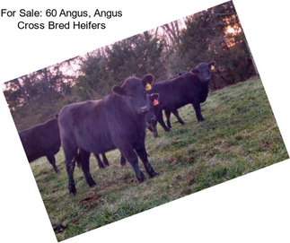 For Sale: 60 Angus, Angus Cross Bred Heifers