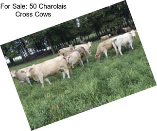 For Sale: 50 Charolais Cross Cows