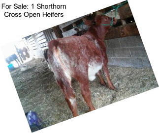 For Sale: 1 Shorthorn Cross Open Heifers
