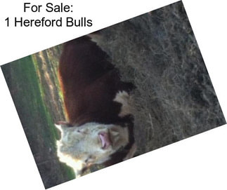 For Sale: 1 Hereford Bulls