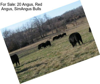 For Sale: 20 Angus, Red Angus, SimAngus Bulls