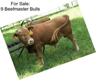 For Sale: 9 Beefmaster Bulls