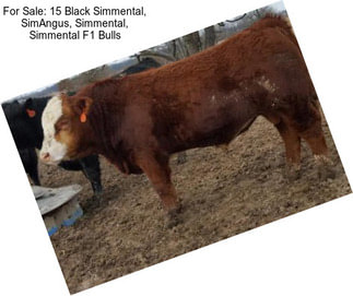 For Sale: 15 Black Simmental, SimAngus, Simmental, Simmental F1 Bulls