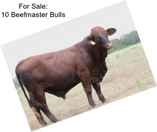 For Sale: 10 Beefmaster Bulls
