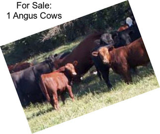 For Sale: 1 Angus Cows
