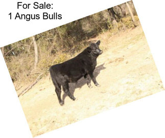 For Sale: 1 Angus Bulls