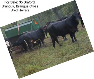 For Sale: 35 Braford, Brangus, Brangus Cross Bred Heifers
