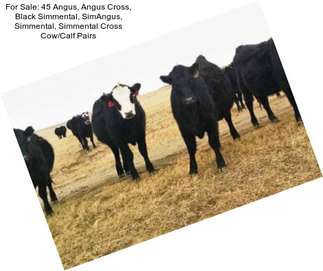 For Sale: 45 Angus, Angus Cross, Black Simmental, SimAngus, Simmental, Simmental Cross Cow/Calf Pairs