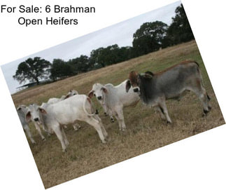 For Sale: 6 Brahman Open Heifers